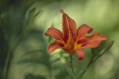 Close-up of orange day lily