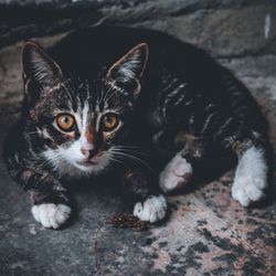 Portrait of cat relaxing outdoors