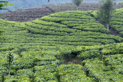 Scenic view of agricultural field