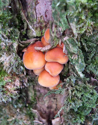 Close-up of mushrooms growing on tree trunk