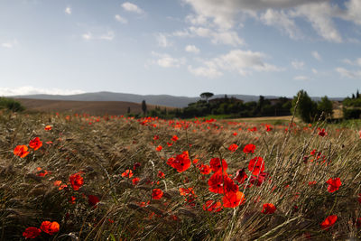 Red poppies on field against sky