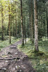 Pine trees in forest