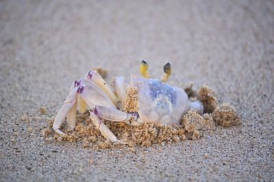 Close-up of crab on beach