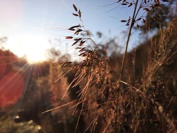 Close-up of plants on field against sky