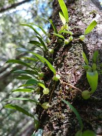 Close-up of plant