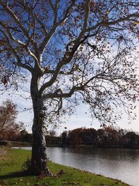 Tree by lake against sky