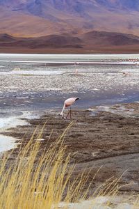 Panoramic view of lagoon laguna de canapa with flamingo at uyuni in bolivia,south america