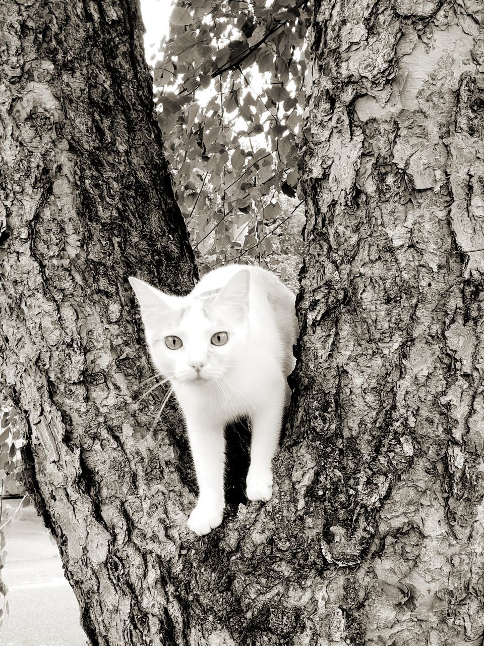 PORTRAIT OF CAT ON TREE