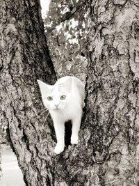 Portrait of cat by tree