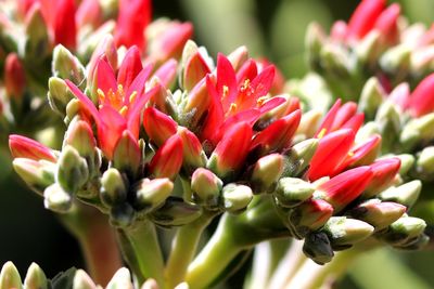 Close-up of red flowers