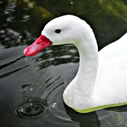 Close up of swan in water