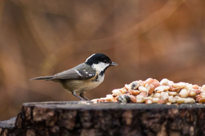 Close-up of bird perching on wood