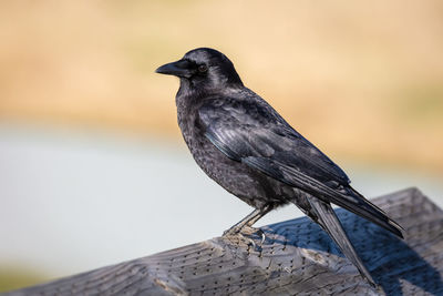 Close-up of bird perching