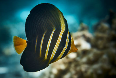 Close-up of fish underwater