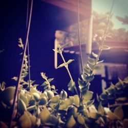 Close-up of plant against blurred background