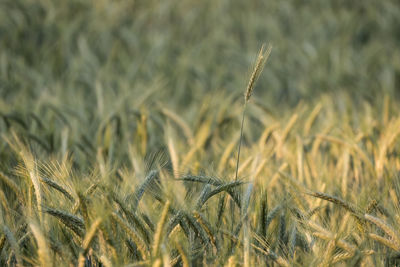 Close-up of wheat growing on field