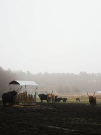 Horses on field against clear sky