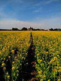 Crop growing in field