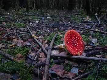 Close-up of fly agaric mushroom on field in forest