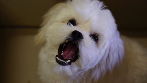 Close-up of a dog at home