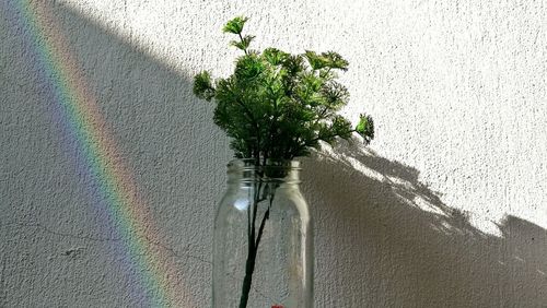 High angle view of plant against wall