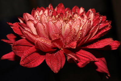 Close-up of wet red rose