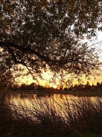 Silhouette trees on lakeshore against sky during sunset