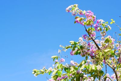 Low angle view of cherry blossoms against blue sky