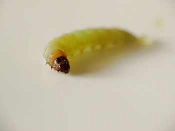 Macro shot of caterpillar on white background