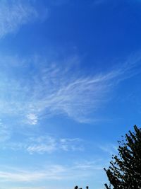 Low angle view of trees against blue sky