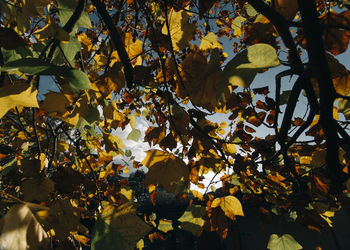Low angle view of yellow leaves on tree