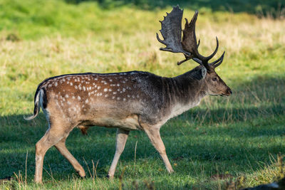 Deer on field