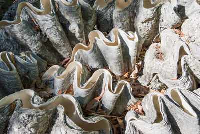 High angle view of giant clam shells