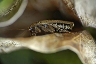 Close-up of insect