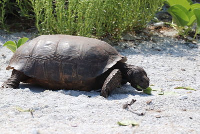 Close-up of turtle on field