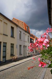 Close-up of bird by flowers against sky