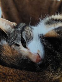 Close-up of a cat