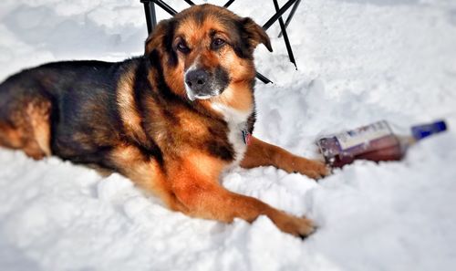 Close-up portrait of dog during winter