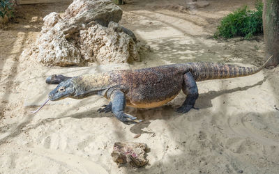 High angle view of lizard on sand