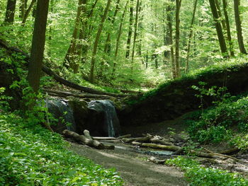 Scenic view of forest