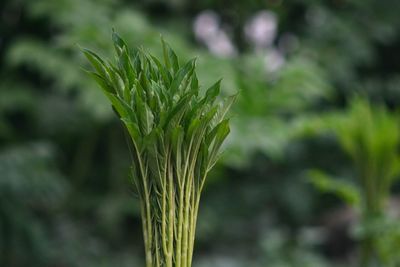 Close-up of fresh green plant
