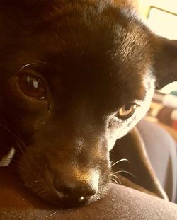 Close-up portrait of dog