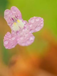 Close-up of wet pink rose flower