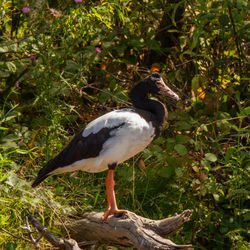 Close-up of bird perching on a field