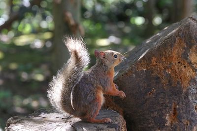 Close-up of squirrel sitting on rock