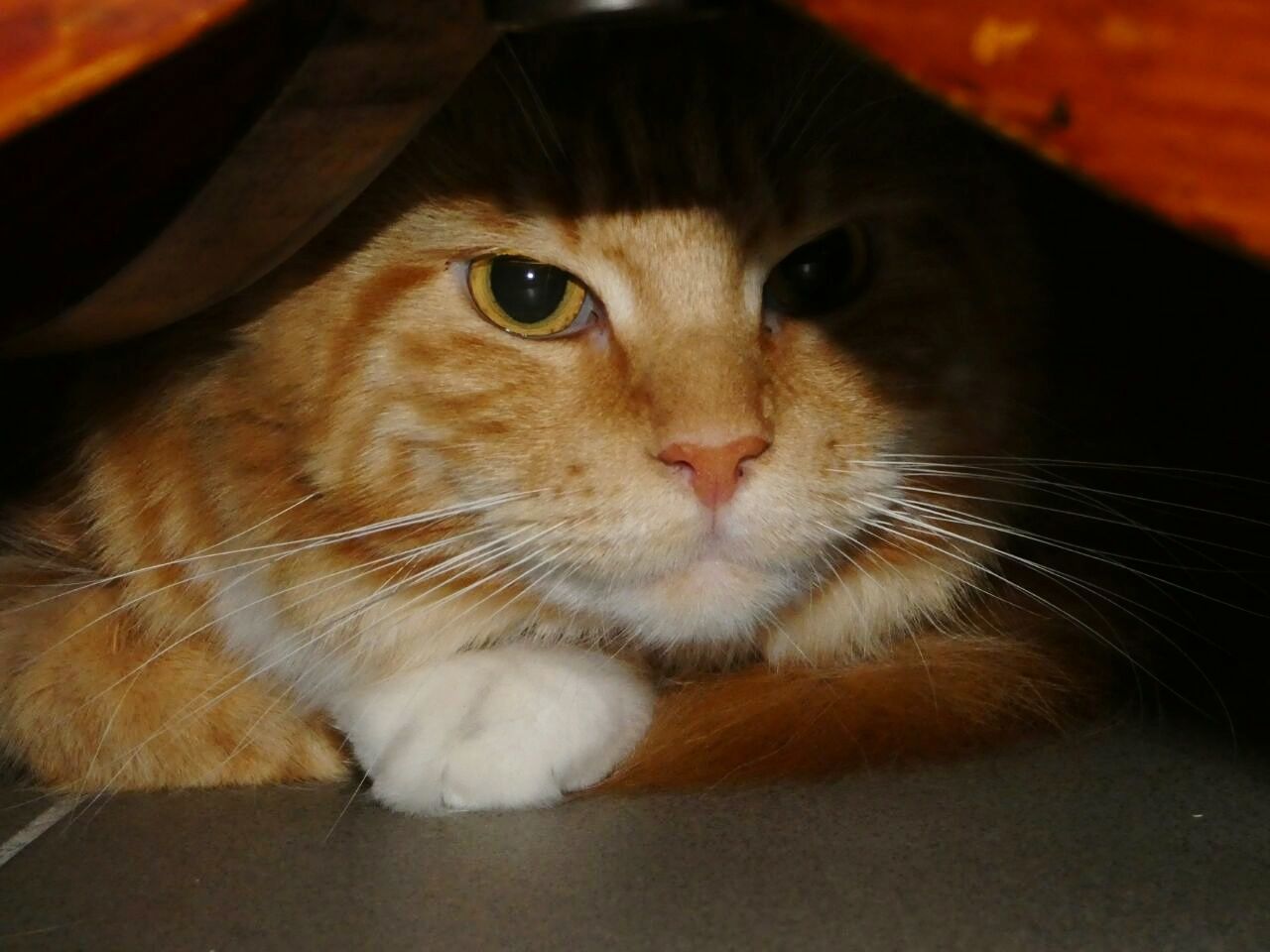 CLOSE-UP PORTRAIT OF CAT ON FLOOR