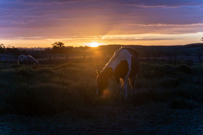 Rear view of horse on  landscape during sunset