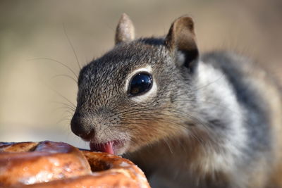 Close-up of rabbit eating food