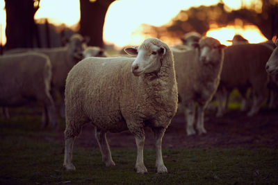 Sheep standing in a field