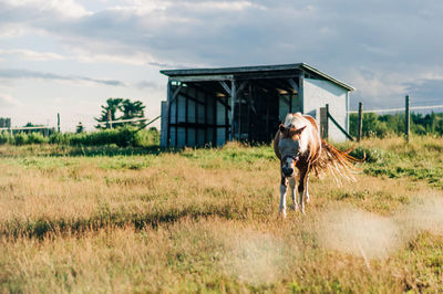 Horse standing in a field